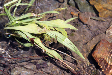 Rana verde en hierbas, regato de Matacabras, Sauceda, Hurdes, España