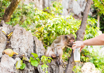 cute monkey lives in a natural forest of Thailand.