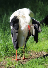 stehender Storch