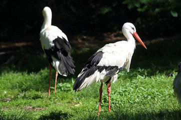 stehender Storch