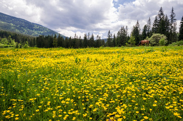 Fototapeta premium A field of yellow flowers of Caltha in the Ukrainian Carpathians