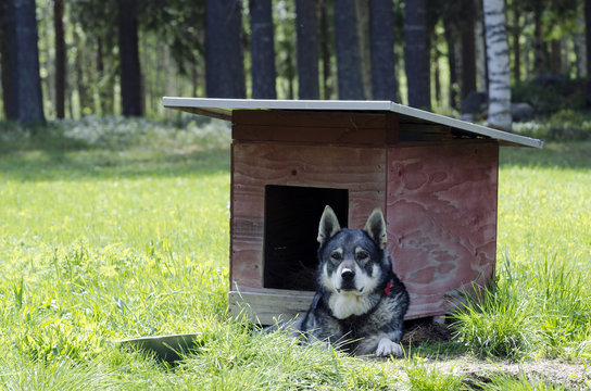 Swedish Moose hunting dog (jämthund) (Canis lupus familiaris) lying down in front of his dog house, picture from the North of Sweden.