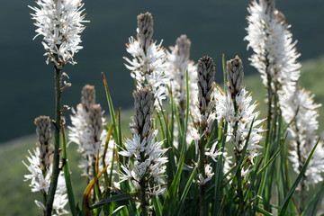 White Asphodel (Asphodelus albus)