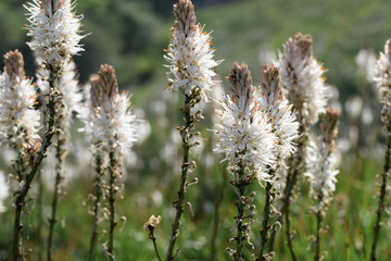 White Asphodel (Asphodelus albus)