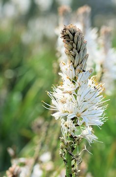 White asphodel