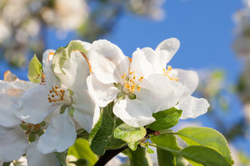 white flower apple blossom close-up, blue sky