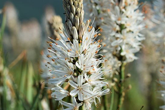 White asphodel