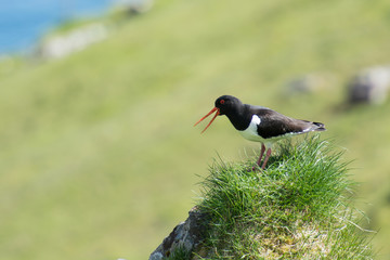 Eurasian oystercatcher, Haematopus ostralegus
