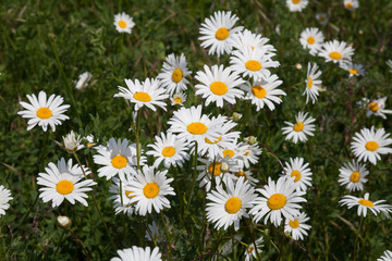 field with daisies