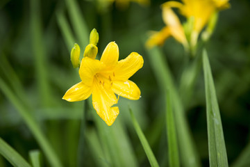 Yellow daylily