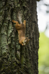 Squirrel on a trunk