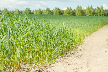 Path in the middle of a field