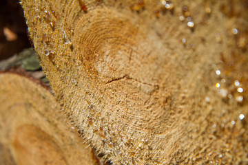 Cut down tree trunk-horizontal