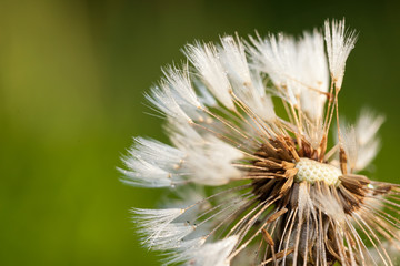detailed image of seeds white dandelion macro closeup