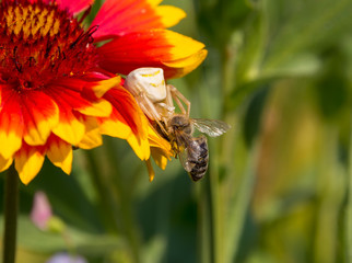 Hunt, white spider caught a bee on the flower