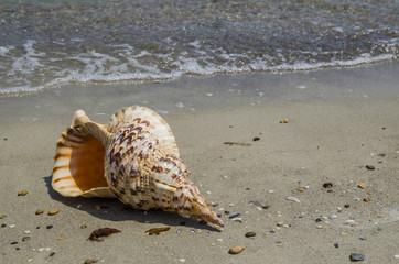 Shell Charonia Tritonis on the beach