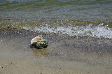 Large seashell Turbo Marmoratus on the beach