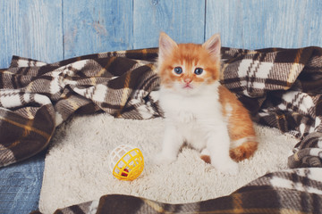Fototapeta na wymiar Red orange cute kitten at blue wood