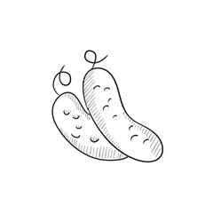 Cucumber sketch icon.
