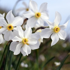 Fototapeta na wymiar Wilde Weiße Narzissen quadratisch (Narcissus poeticus)