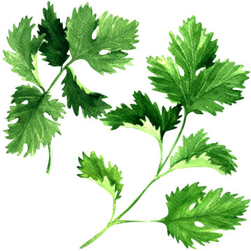 Fresh parsley herb leaves isolated, watercolor illustration on white
