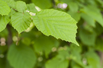 Tree leaf closeup