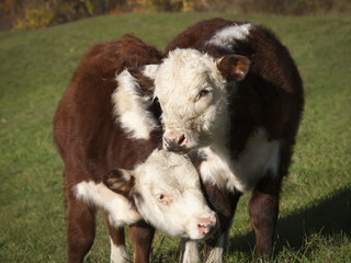 Young Hereford Cows: A pair of young Hereford cows nuzzling against one another on an old Vermont farm. 