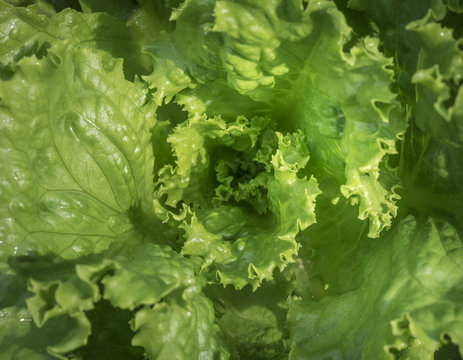 Whirling Green Lettuce Leaves: A bunch of fresh green Lettuce leaves in an organic home vegetable garden