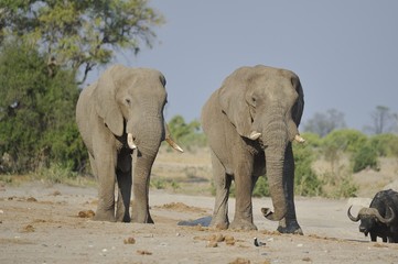 éléphants mâles Savuti Botswana