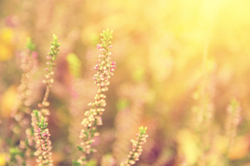 Blooming of beautiful heather flowers, natural seasonal vintage hipster floral background