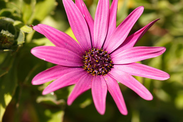 Fototapeta premium Osteospermum