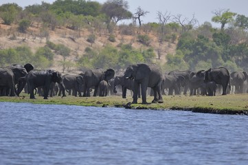 Fototapeta na wymiar très forte concentration d'éléphants durant la saison sèche sur la rivière, ils viennent du Zimbabwe et région alentour, Chobe Botswana