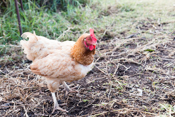 Rhode island red chicken on grass