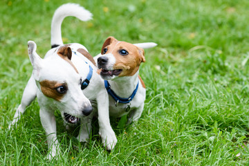 Two funny pet dogs playing on green grass