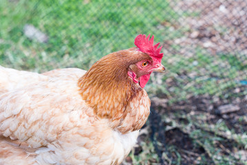 Close up of rhode island red chicken