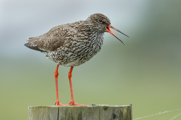Redshank in springtime
