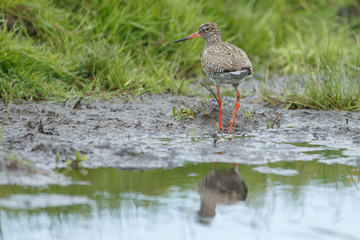 Redshank in springtime
