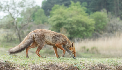 Red fox in nature in springtime