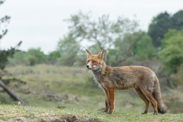 Naklejka na ściany i meble Red fox in nature in springtime