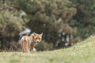 Red fox in nature in springtime