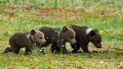 Naklejka na ściany i meble THree Brown bear cubs