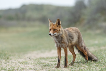 Naklejka na ściany i meble Red fox in nature in springtime