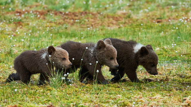 THree Brown bear cubs