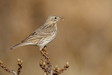 Meadow pipit on a twig