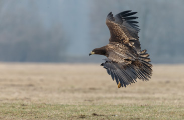 White tailed eagle