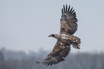 White tailed eagle