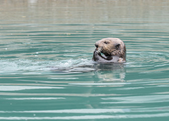 Obraz premium Sea otter close up