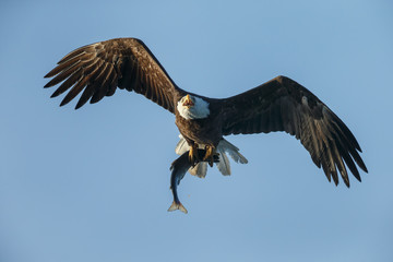 Bald eagle at Alaska