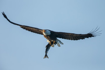 Bald eagle at Alaska