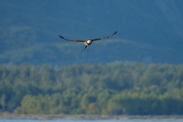 Bald eagle at Alaska
